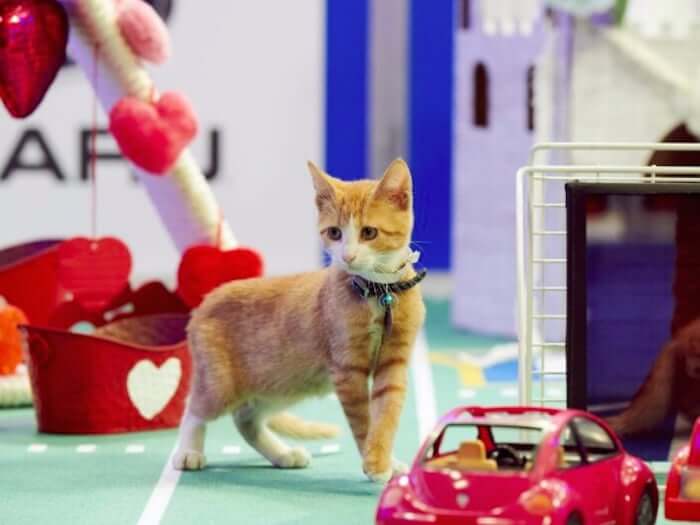 The Kitten Bowl. (Image: Crown Media)